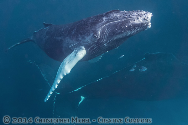 Humpback whales
